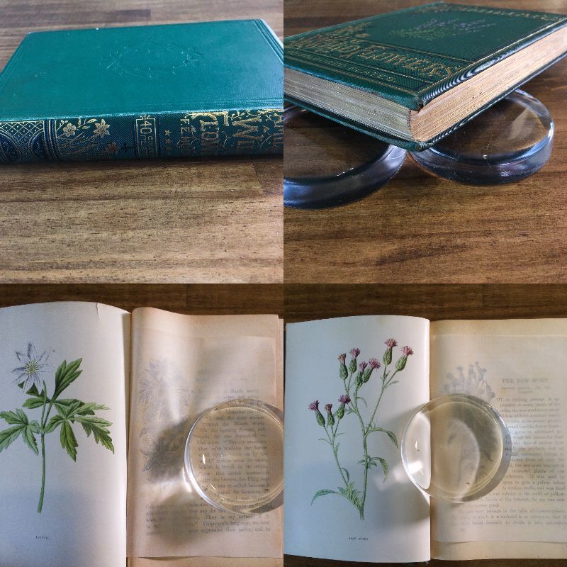 希少】植物図鑑 洋書 ボタニカルアート アンティーク リトグラフ 35