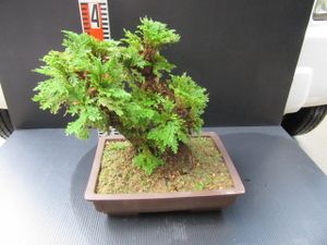 イワヒバのヤフオク の相場 価格を見る ヤフオク のイワヒバのオークション売買情報は0件が掲載されています