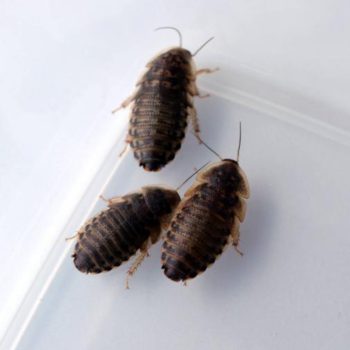 デュビアs M 1 2 5cm 45g 約150匹 活餌 生餌 餌昆虫 ゴキブリ エサ 売買されたオークション情報 Yahooの商品情報をアーカイブ公開 オークファン Aucfan Com