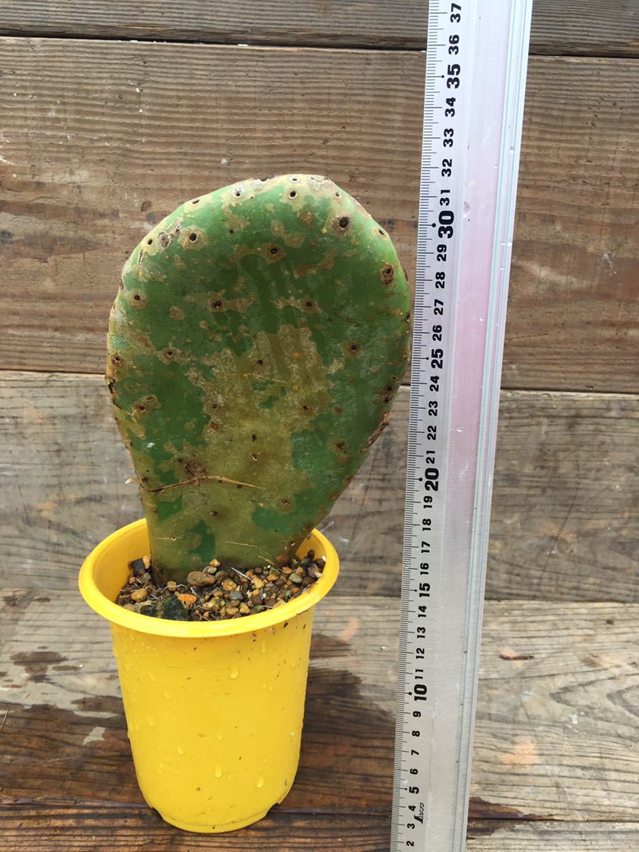 Opuntia Sp オプンチア 原種 実生 メキシコ原産 塊根植物 サボテン ウチワサボテン 団扇 庭植え 地植え ガーデニング サボテン 売買されたオークション情報 Yahooの商品情報をアーカイブ公開 オークファン Aucfan Com