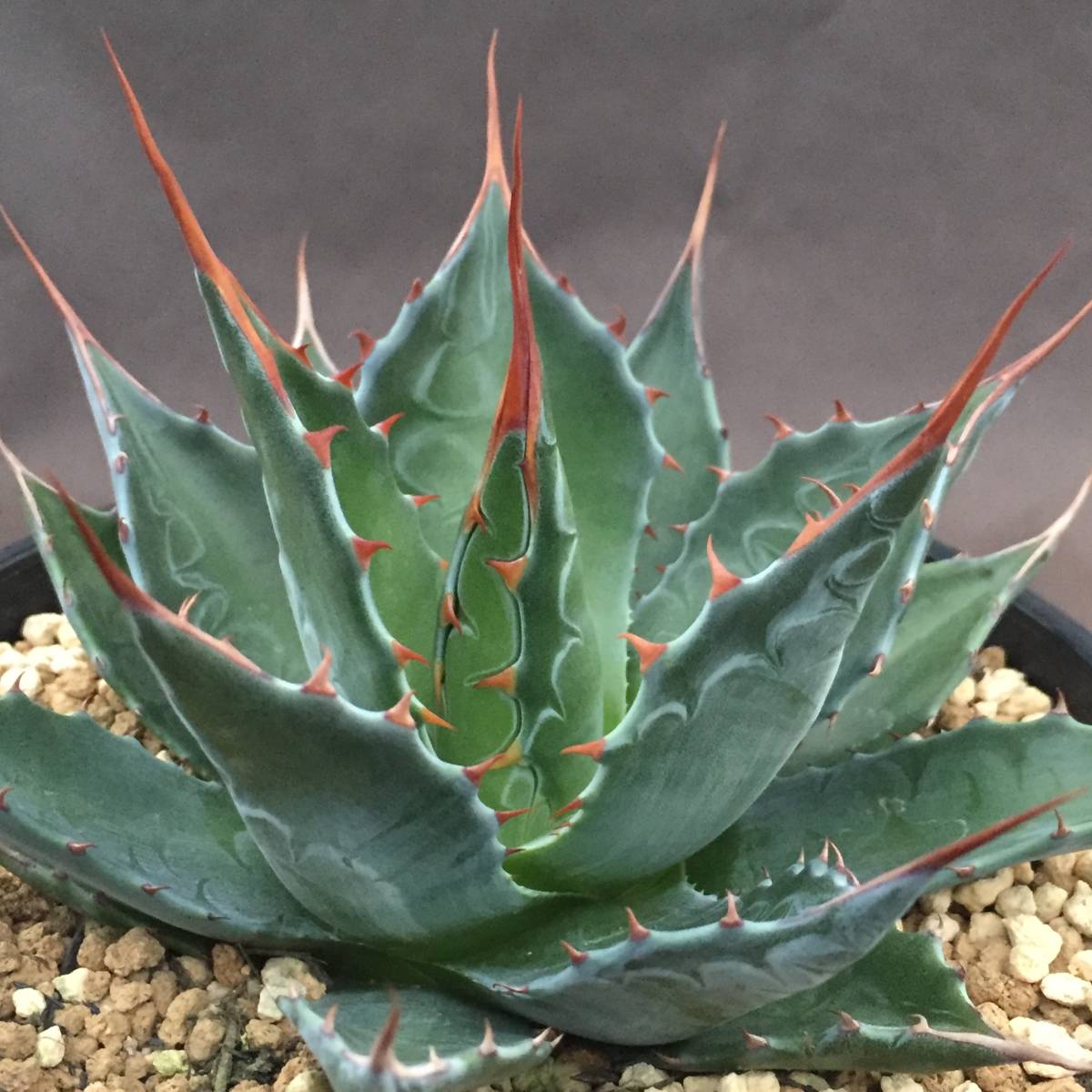 アガベ モンタナ Agave montana - 公式通販 実生株① Yahoo 