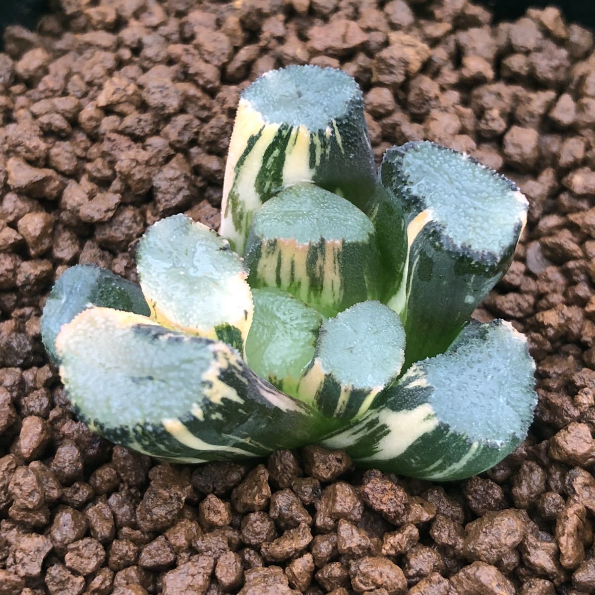 53a 多肉植物 ハオルチア 心の翠万象錦 自家繁殖 鉢植え発送 観葉植物