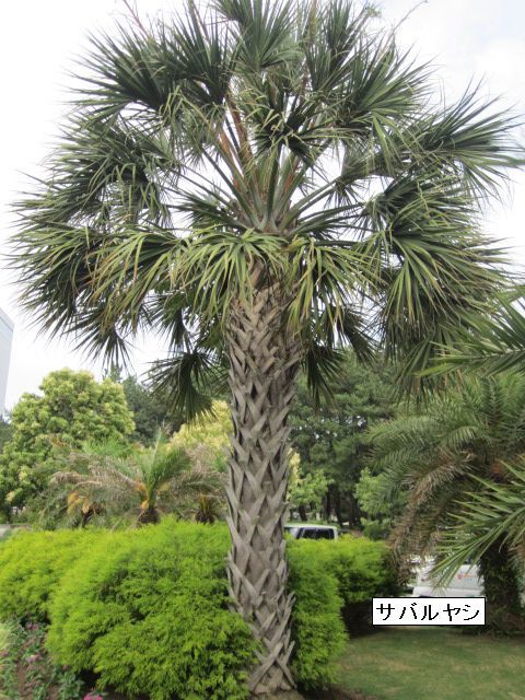 サバルヤシ パルメット sabal palmetto 大苗 ③ サバルヤシ パルメット