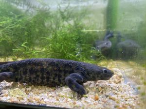 イベリアトゲイモリのヤフオク の相場 価格を見る ヤフオク のイベリアトゲイモリのオークション売買情報は37件が掲載されています