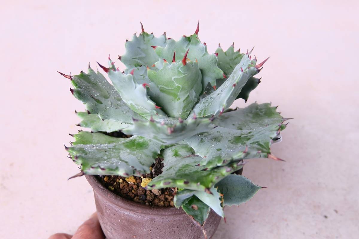 アガベ ハイブリッド 姫蠍蟹 イシスメンシス 甲蟹 アガベ レア 姫蠍蟹