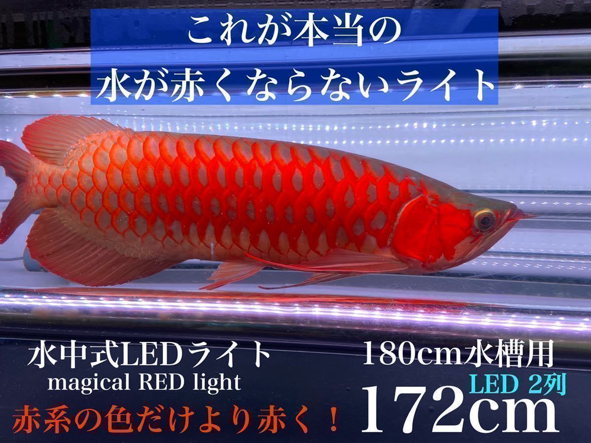 豊富な，送料無料 水や底背面が赤くならない！アロワナ マジカルレッド