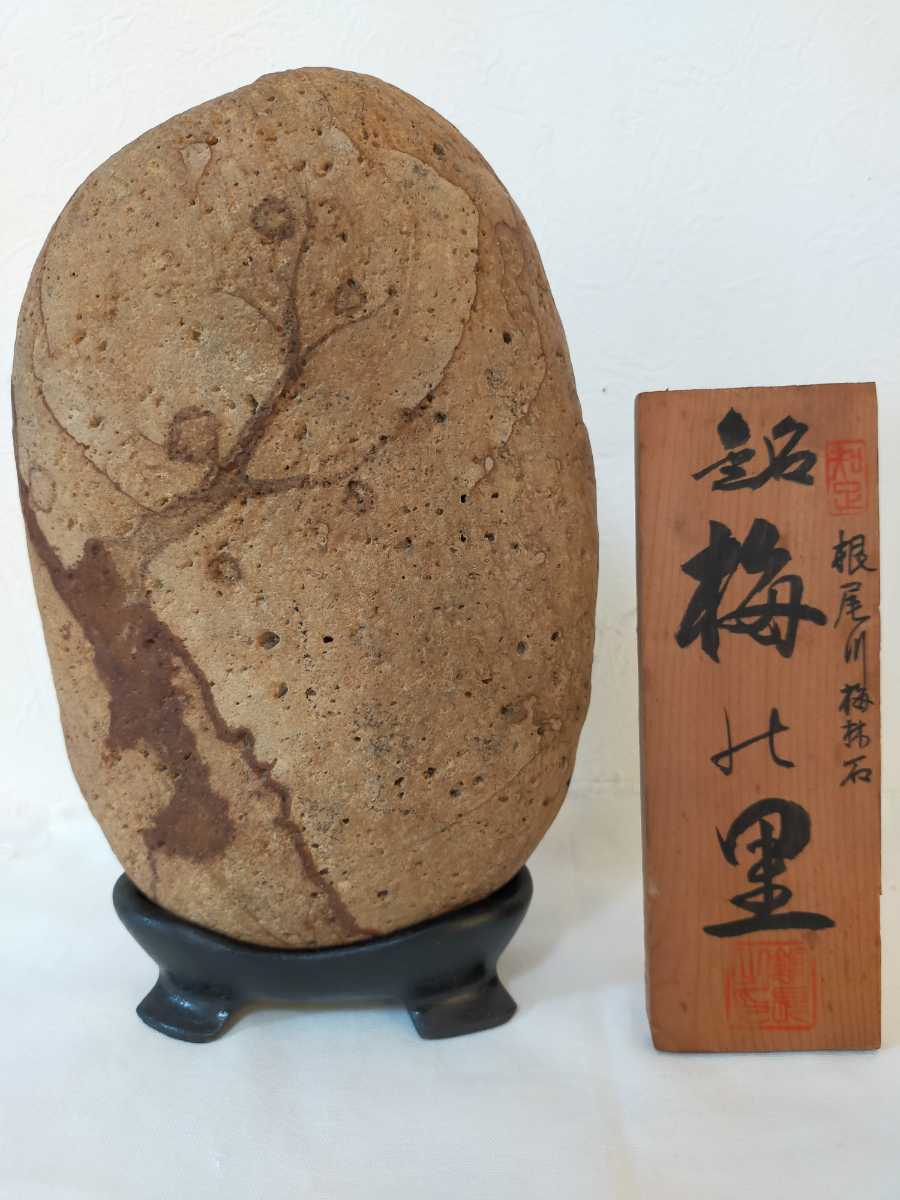 菊花石 鑑賞石 天然石 岐阜県 根尾川 ☆ 梅花石 約2kg 台座付