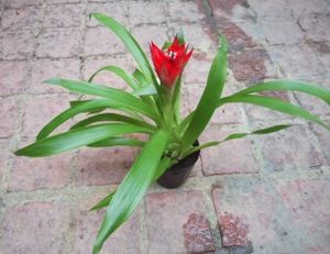 グズマニア マグニヒカ 観葉植物 花咲き 種 花卉園芸 沖縄グリーン 可愛い 観葉植物 売買されたオークション情報 Yahooの商品情報をアーカイブ公開 オークファン Aucfan Com