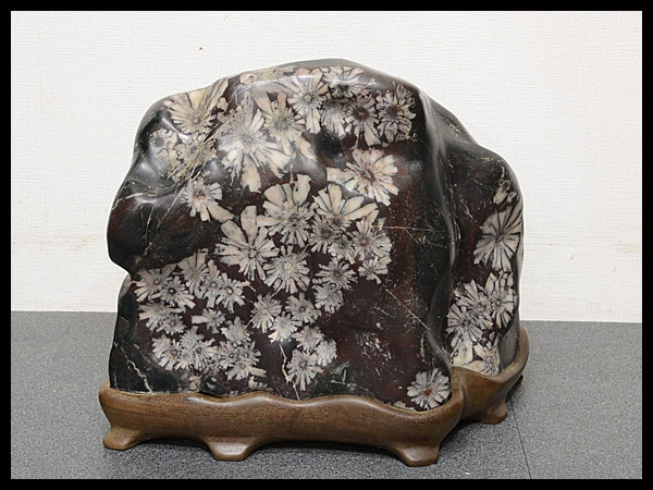 【白蓮】菊花石 台座付 重量 約35kg 鑑賞石 天然石 9s592