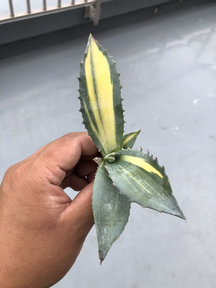 a*a様 アガベ フェロックス錦 極上株 縞斑錦 永久斑 特選大株 多肉植物アガベ フェロックス フェロックス錦 アガベ 公式通販 多肉