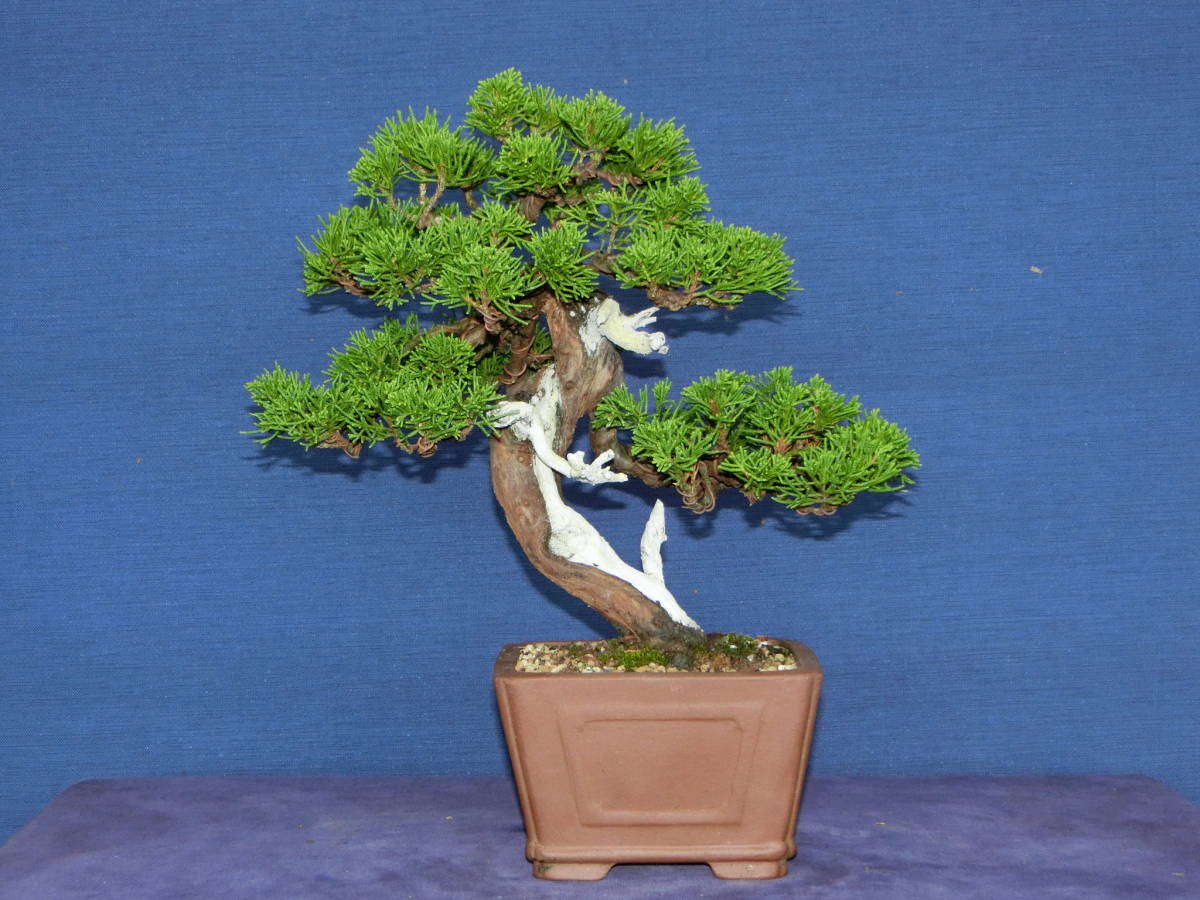 盆栽 | 糸魚川真柏 下館泰晃園○那須五葉松○樹高20cm○小品盆栽