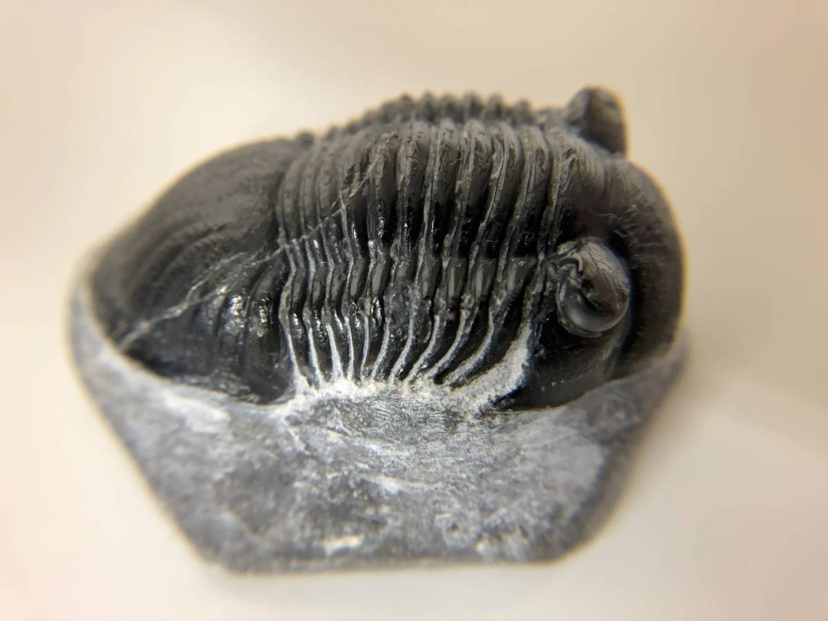 Drotops armatus】三葉虫 化石標本☆trilobite☆モロッコ