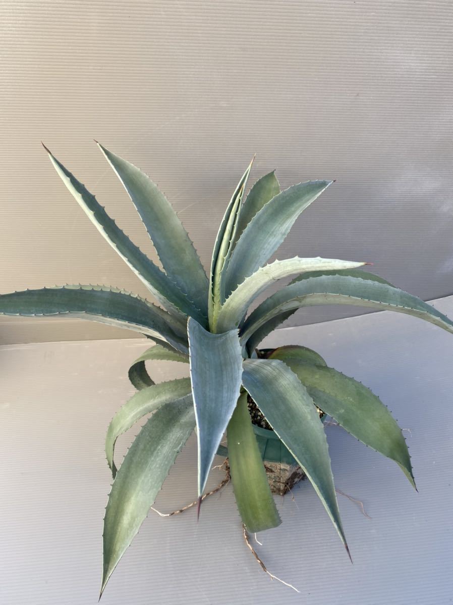 アガベ☆プロトアメリカーナ・ファンキートゥース☆大株 80 Agave