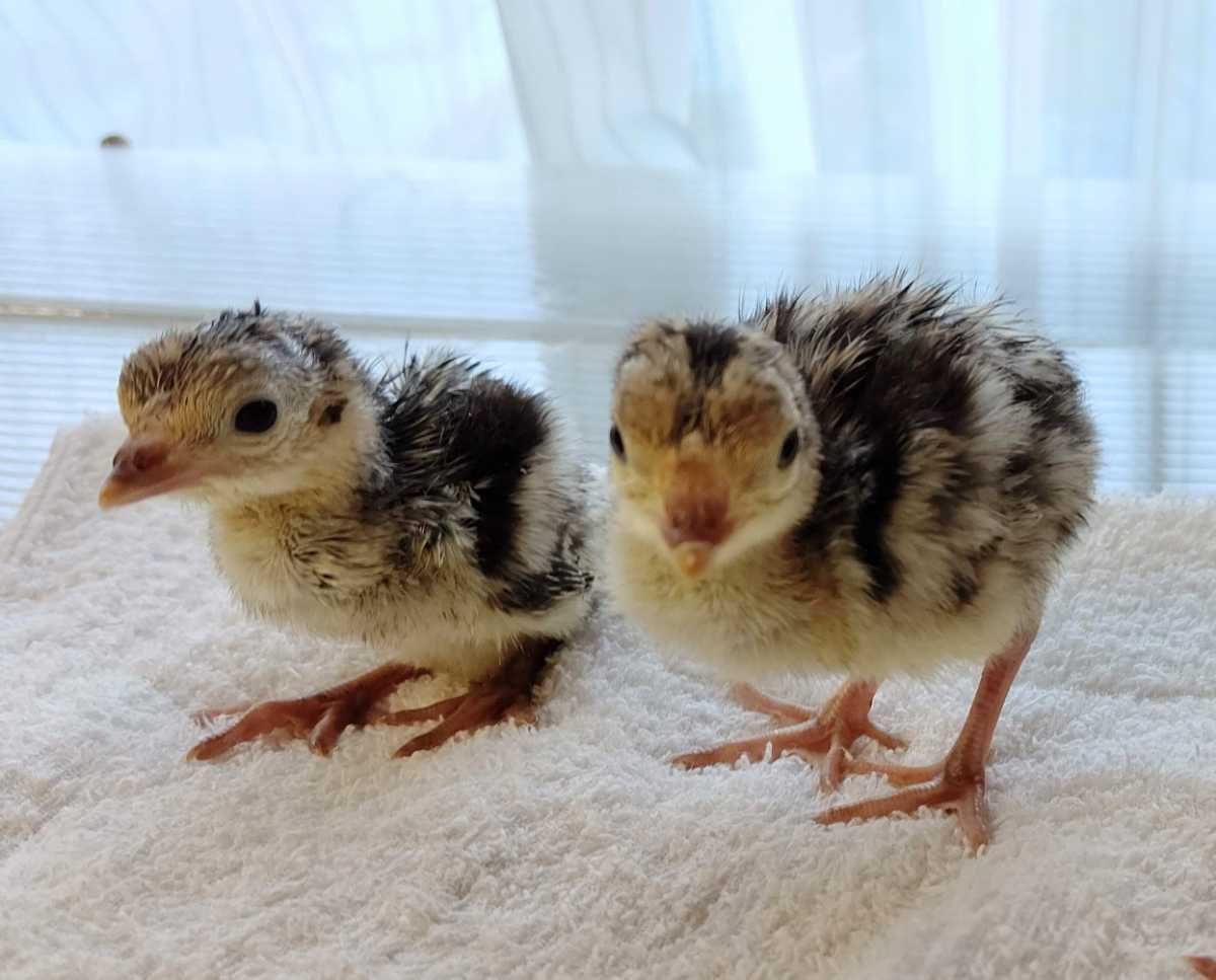 七面鳥最大ブロンズ種 卵6個 今年は 珍しく長期産卵記録更新 連日交尾も確認して居ります 卵 売買されたオークション情報 Yahooの商品情報をアーカイブ公開 オークファン Aucfan Com