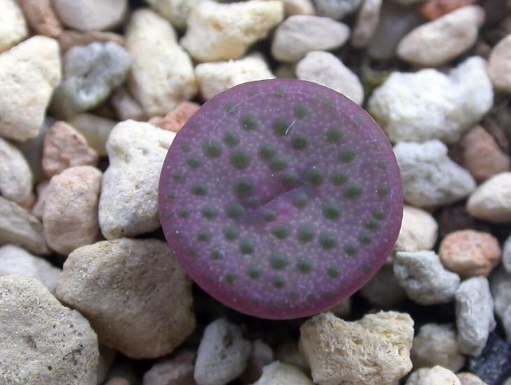 種子11粒 conophytum chrisolum TL (big dots) コノフィツム　多肉種子
