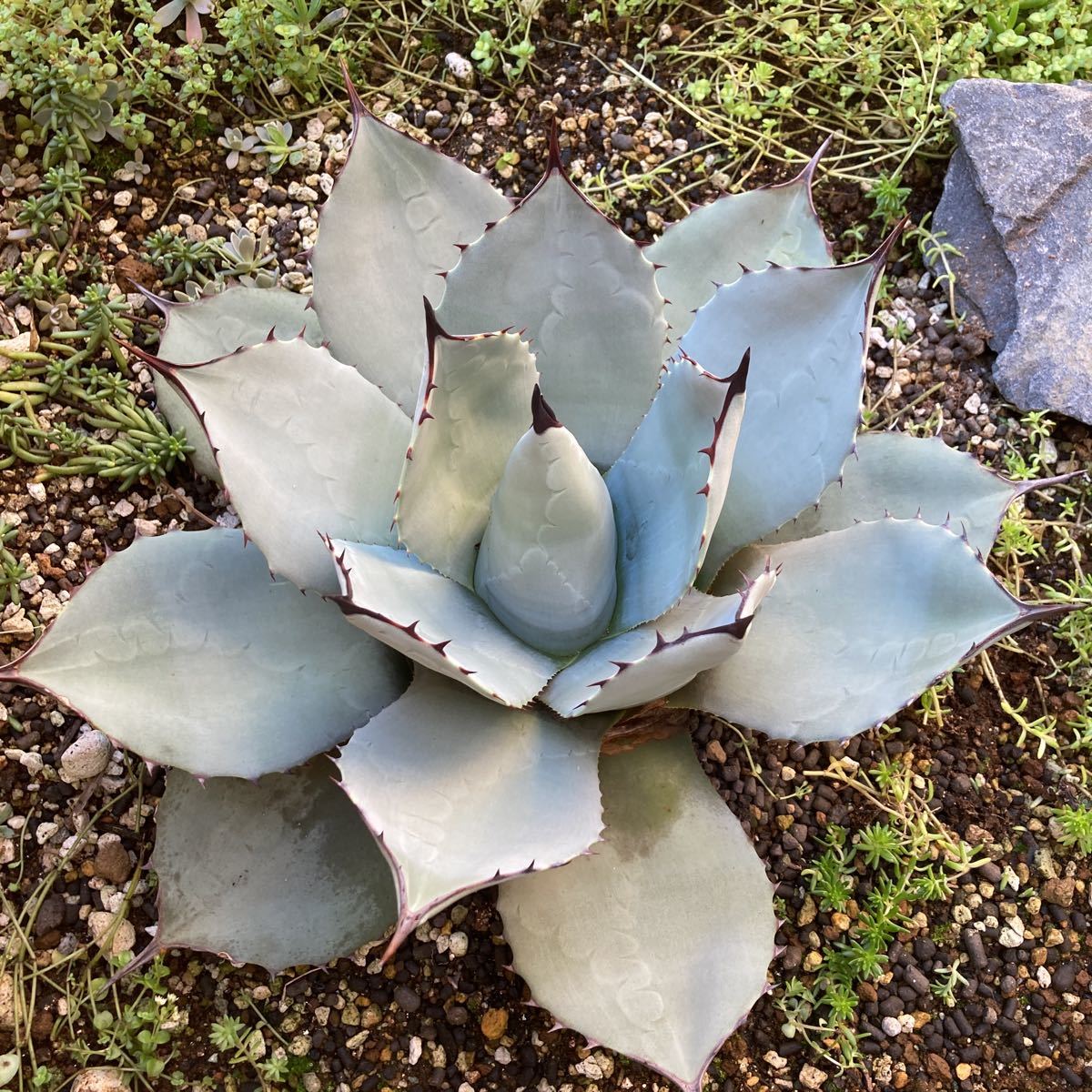 アガベ パリー 吉祥天 Agave parryi 多肉植物 ドライガーデン 大株