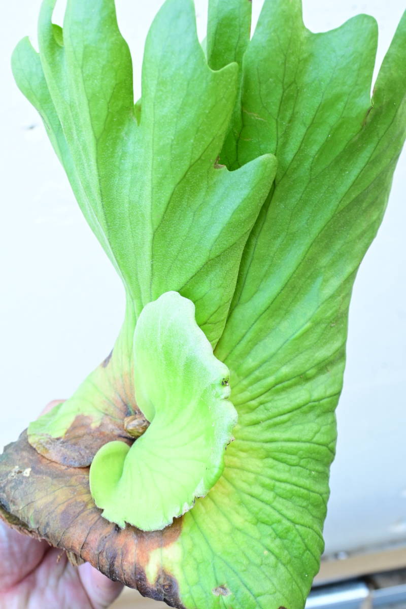 P.surinarium(P.coronarium × P.wandae) @bikamori.com スリナリウム