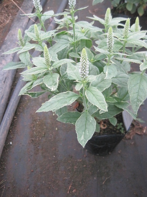 ベロニカ苗 シャーロッテ 斑入り 白花 高性タイプ 10 5センチポット 耐寒性宿根草 トラノオ 苗 売買されたオークション情報 Yahooの商品情報をアーカイブ公開 オークファン Aucfan Com