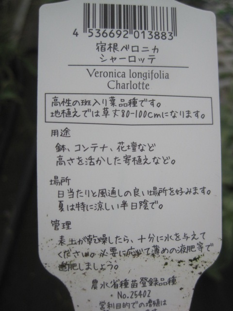 ベロニカ苗 シャーロッテ 斑入り 白花 高性タイプ 10 5センチポット 耐寒性宿根草 トラノオ 苗 売買されたオークション情報 Yahooの商品情報をアーカイブ公開 オークファン Aucfan Com