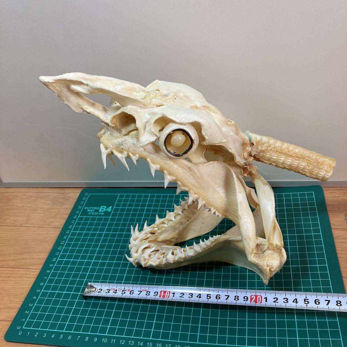 最新作，安い アオザメの頭骨標本 サメ剥製