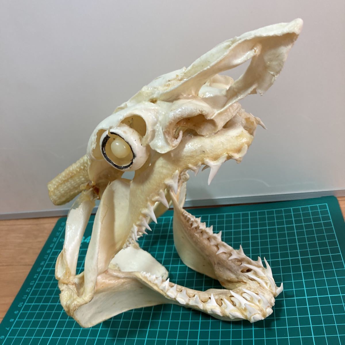 アオザメの頭骨標本 サメ剥製 【公式通販】