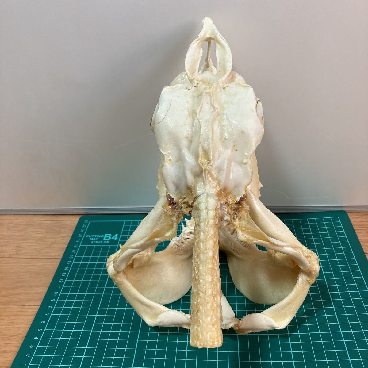 最新作，安い アオザメの頭骨標本 サメ剥製