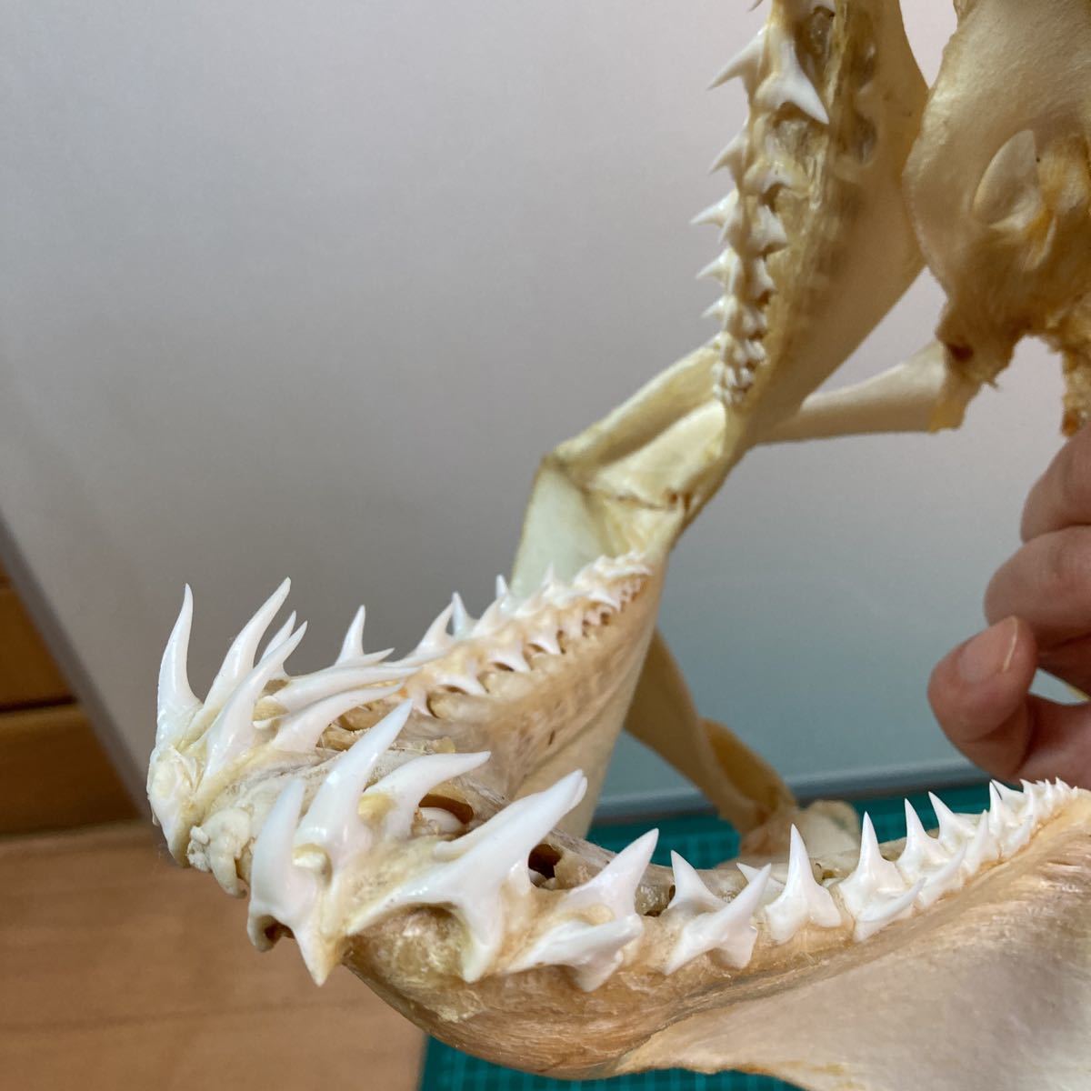 アオザメの頭骨標本 サメ剥製 【公式通販】