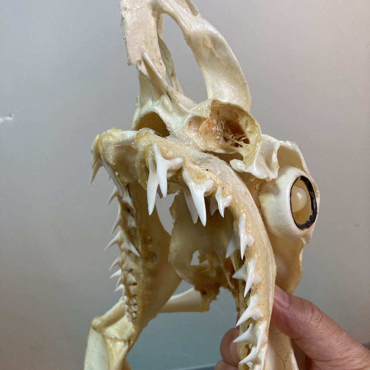 最新作，安い アオザメの頭骨標本 サメ剥製