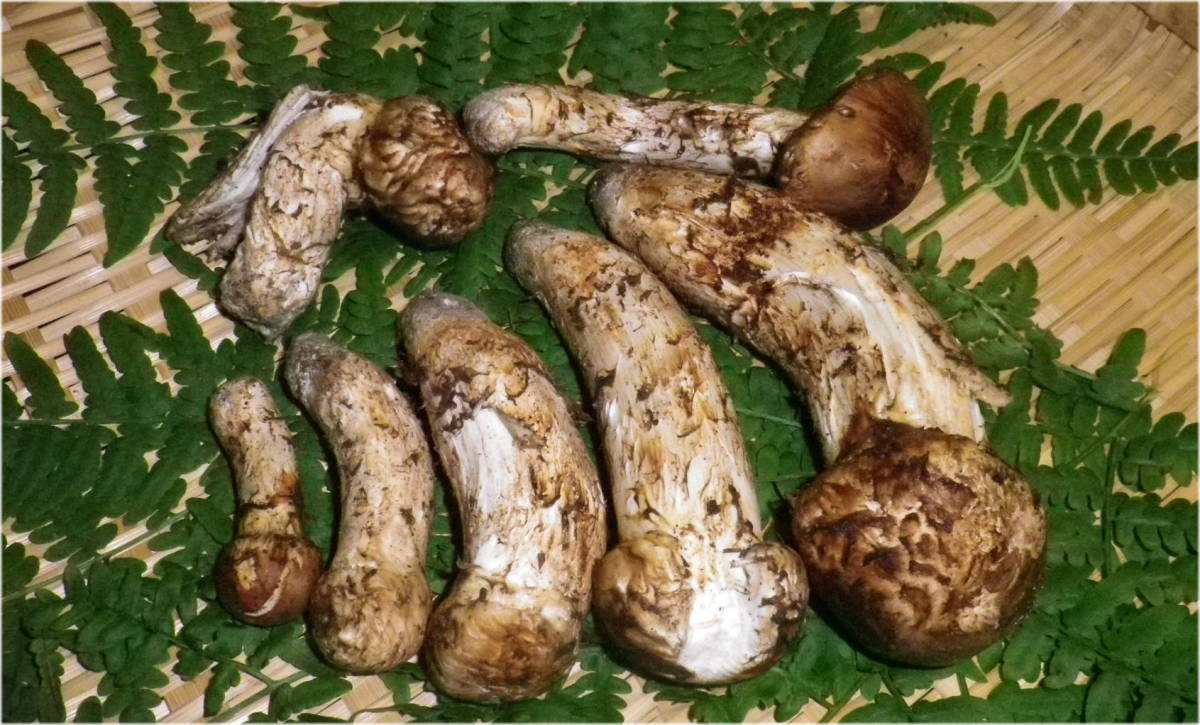 31.南信州産松茸約150g（パック込み） 南信州産松茸110g（パック込み