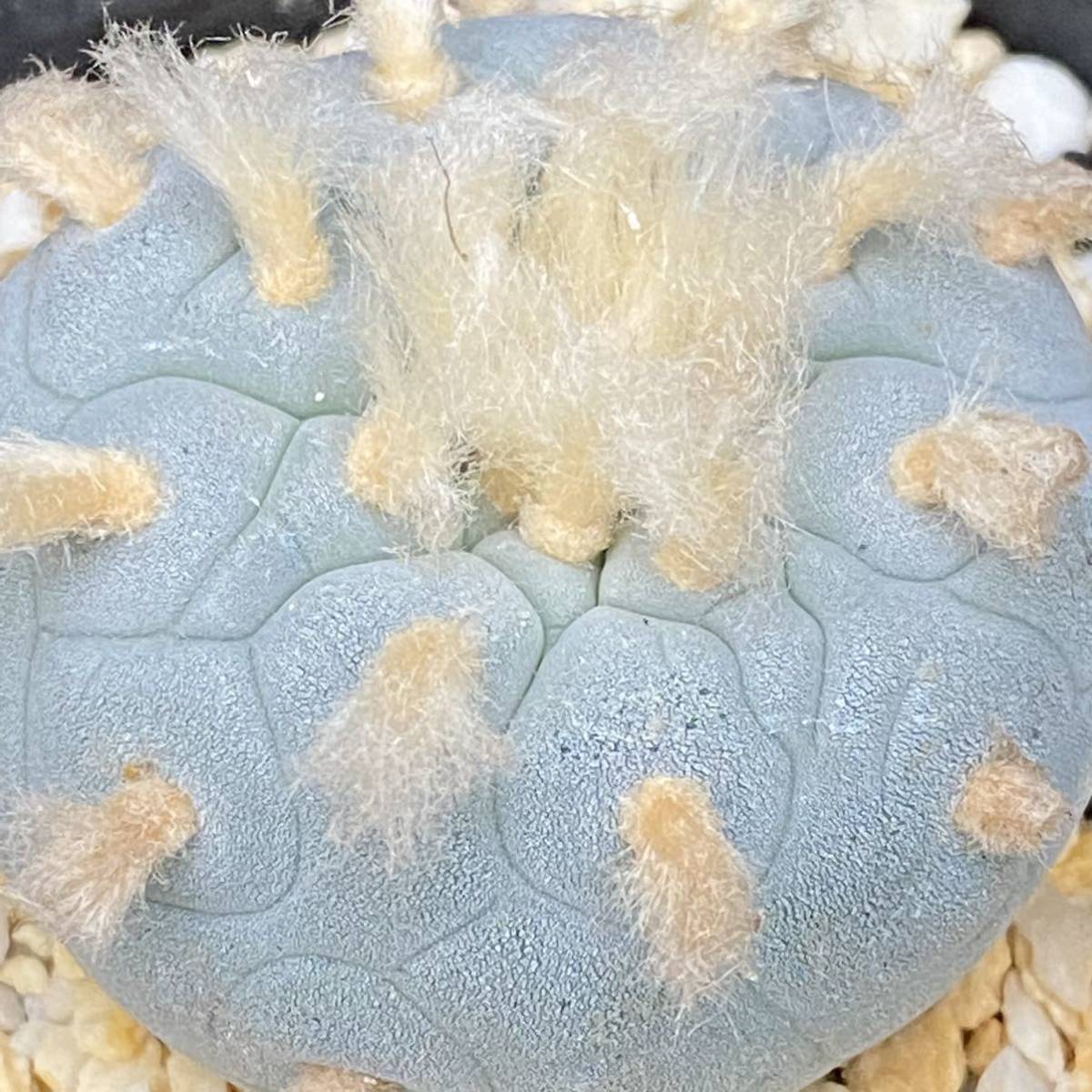 ロホホラ 白肌疣銀冠玉 カキ仔 サボテン多肉植物 カキ仔 ロホホラ 疣銀