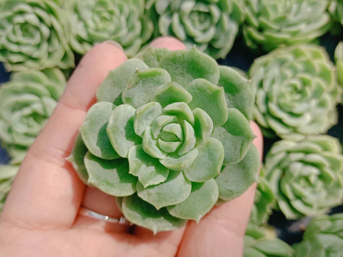 エケベリア – Surreal Succulents 