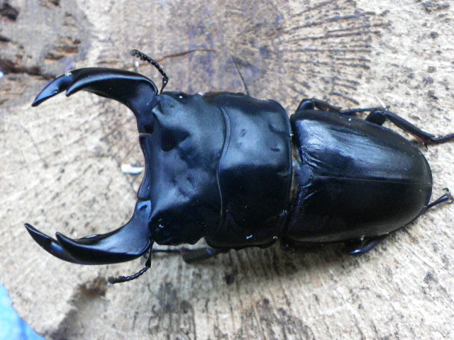 能勢産SR血統】オオクワガタ♂83.3mm♀52.8mm/52.3mmの♂1♀2です