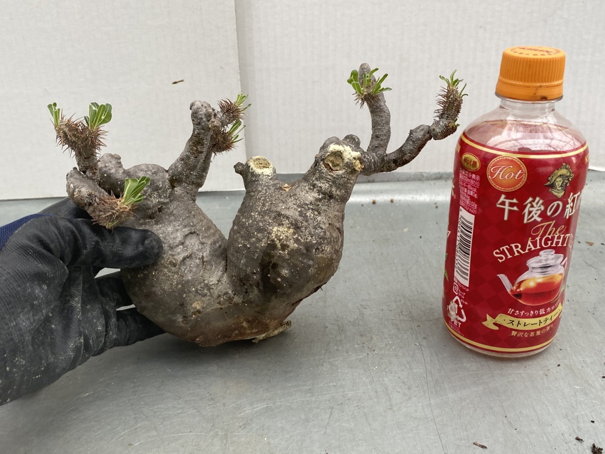 ナ214 【塊根植物・現地株】パキポディウム グラキリス 多頭M～L【最新