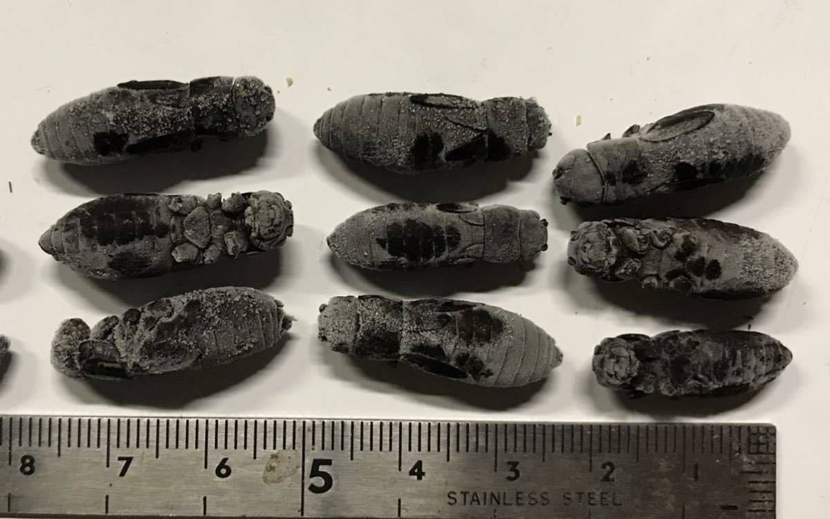 冷凍クロコオロギ2.3〜3cm送料無料 1000g 増量中 冷凍コオロギ | 約