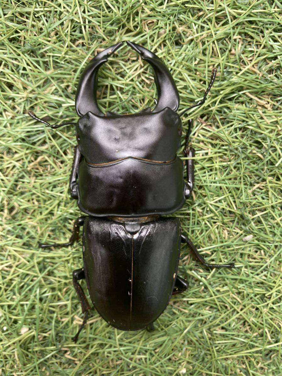 アブレイズ血統オオクワペア即ブリ_1