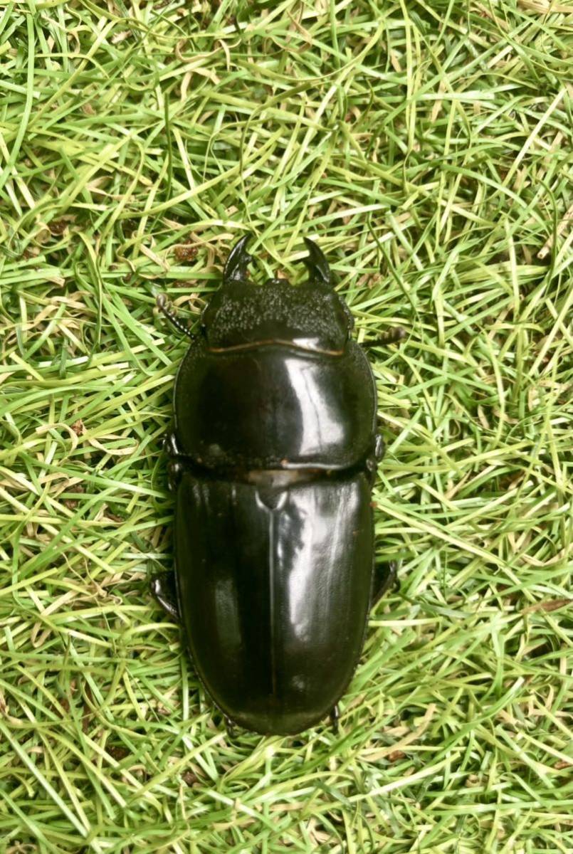 アブレイズ血統オオクワペア即ブリ_2