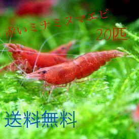 1円スタート 赤いミナミヌマエビ 匹 ミナミヌマエビ チェリーシュリンプ アナカリス 水草 メダカ 金魚 ヤマトヌマエビ ヌマエビ 売買されたオークション情報 Yahooの商品情報をアーカイブ公開 オークファン Aucfan Com