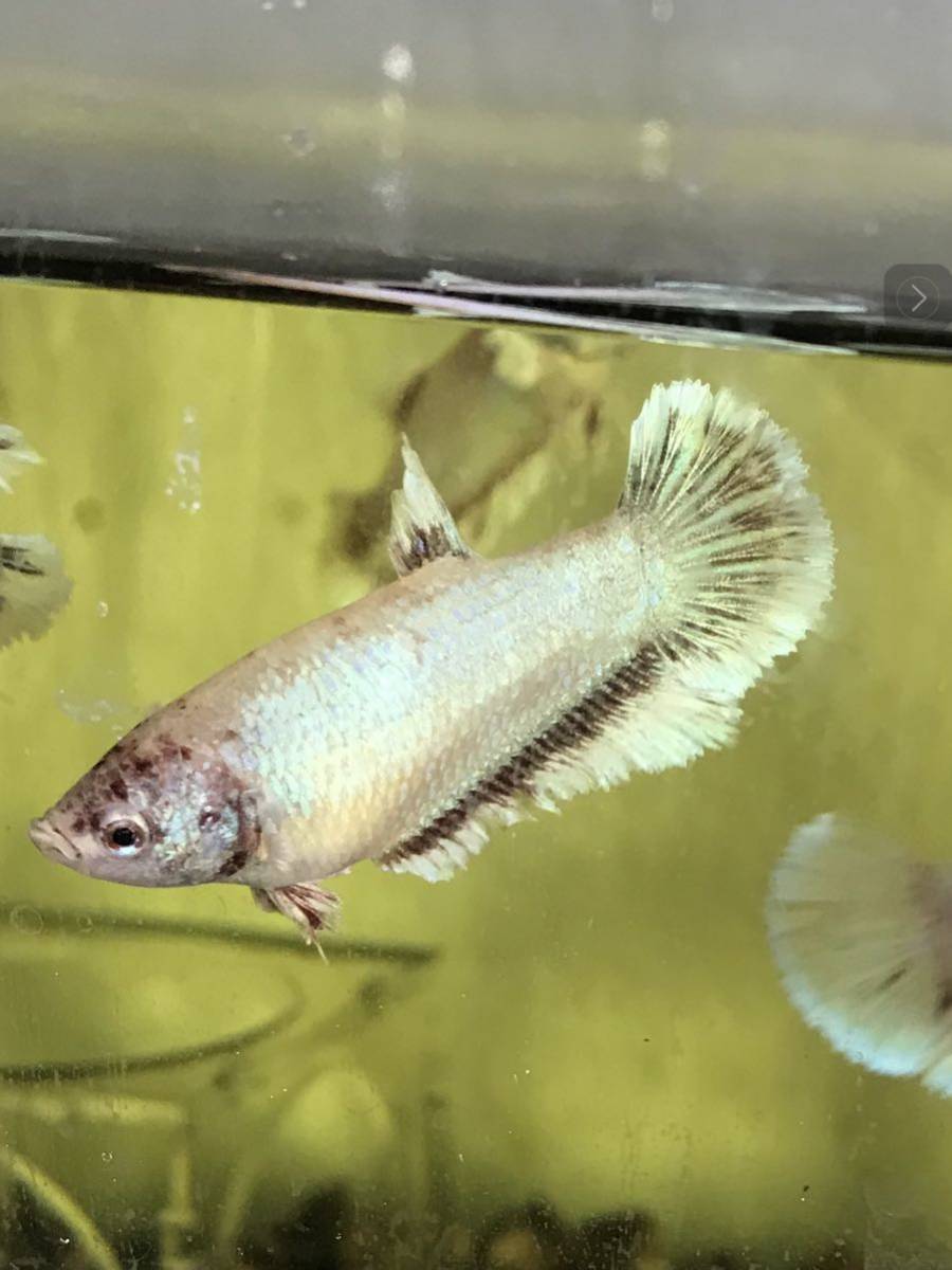 ショーベタメス ダンボハーフムー血統赤 ゴールド赤色 自家繁殖 日本産 Betta ベタ 売買されたオークション情報 Yahooの商品情報をアーカイブ公開 オークファン Aucfan Com