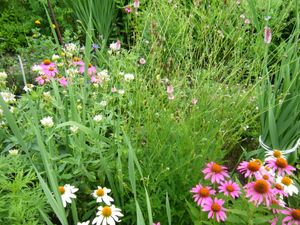 エキナセアのヤフオク の相場 価格を見る ヤフオク のエキナセアのオークション売買情報は63件が掲載されています