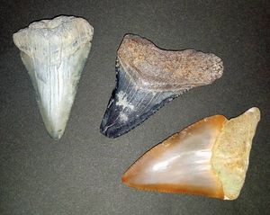 メガロドン 化石のヤフオク の相場 価格を見る ヤフオク のメガロドン 化石のオークション売買情報は14件が掲載されています