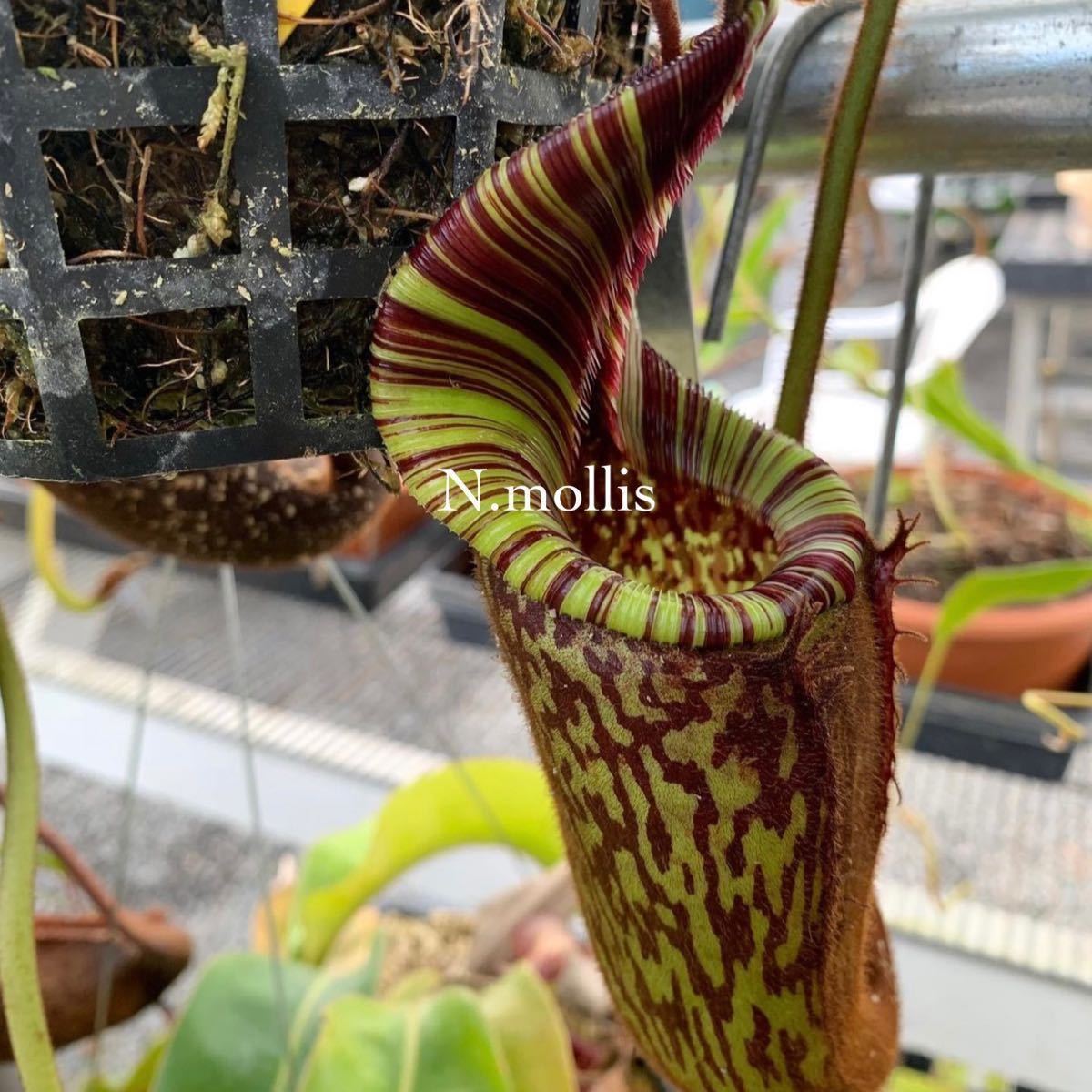新作入荷，品質保証 Nepenthes mollis BE3921 ウツボカズラ 食虫植物 ネペンテス(その他)｜売買されたオークション情報、yahooの商品情報をアーカイブ公開 - オークファン その他