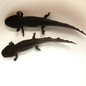 ウーパールーパーのヤフオク の相場 価格を見る ヤフオク のウーパールーパーのオークション売買情報は166件が掲載されています