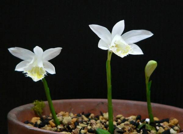 大輪トキソウ 白花 ムカゴ 50球 Www Junglelivinn Com