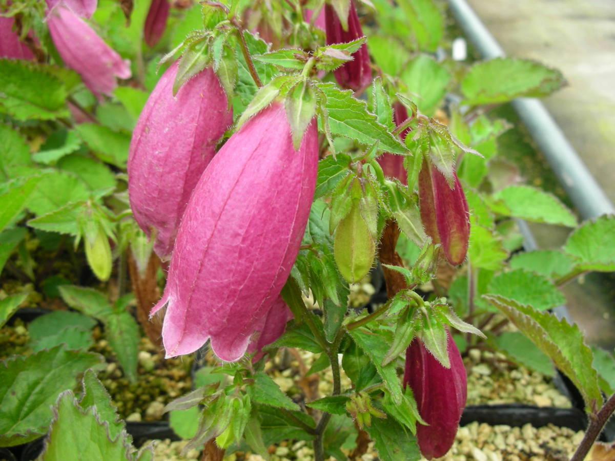 曙蛍袋 アケボノ ホタルブクロ キキョウ科 その他 売買されたオークション情報 Yahooの商品情報をアーカイブ公開 オークファン Aucfan Com