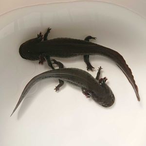 ウーパールーパーのヤフオク の相場 価格を見る ヤフオク のウーパールーパーのオークション売買情報は166件が掲載されています