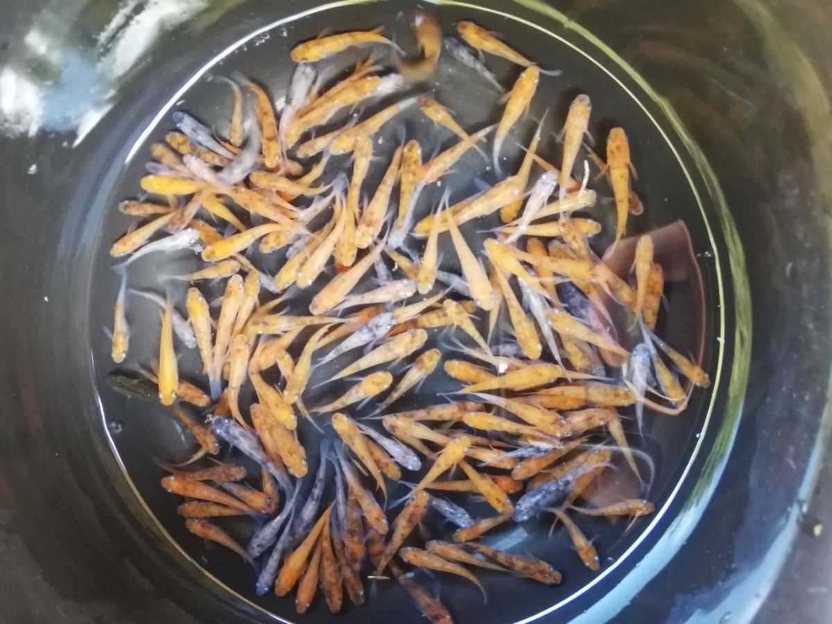 洞メダカ 雲州三色 100匹 選別外 道の駅 イベント メダカすくい 餌 使用可 めだか 売買されたオークション情報 Yahooの商品情報をアーカイブ公開 オークファン Aucfan Com