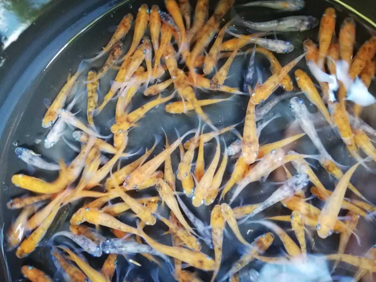 洞メダカ 雲州三色 100匹 選別外 道の駅 イベント メダカすくい 餌 使用可 めだか 売買されたオークション情報 Yahooの商品情報をアーカイブ公開 オークファン Aucfan Com