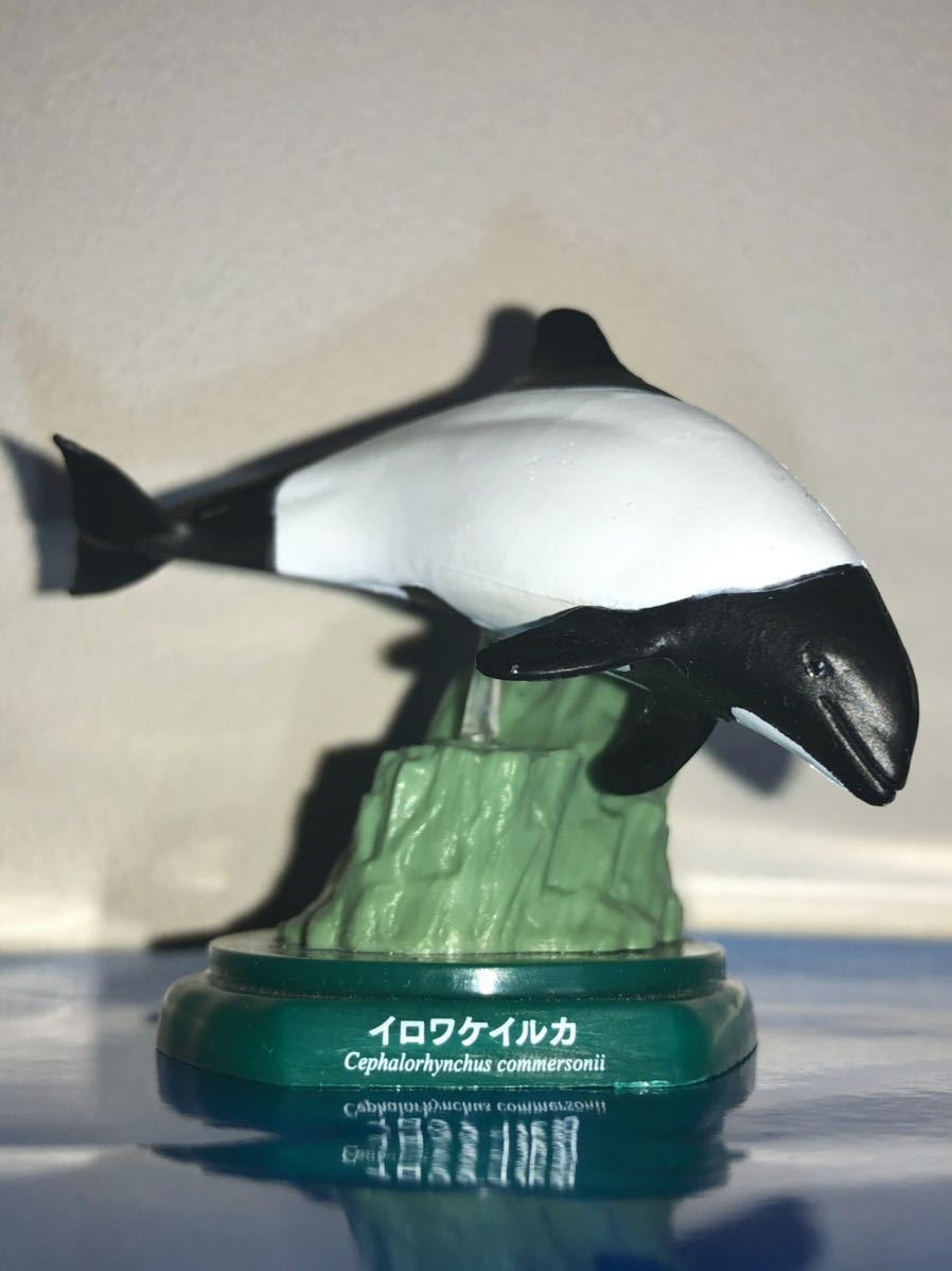 イロワケイルカ イルカ 水族館限定 海洋堂 Aquarium Figure Collection ガシャポン 生き物 売買されたオークション情報 Yahooの商品情報をアーカイブ公開 オークファン Aucfan Com