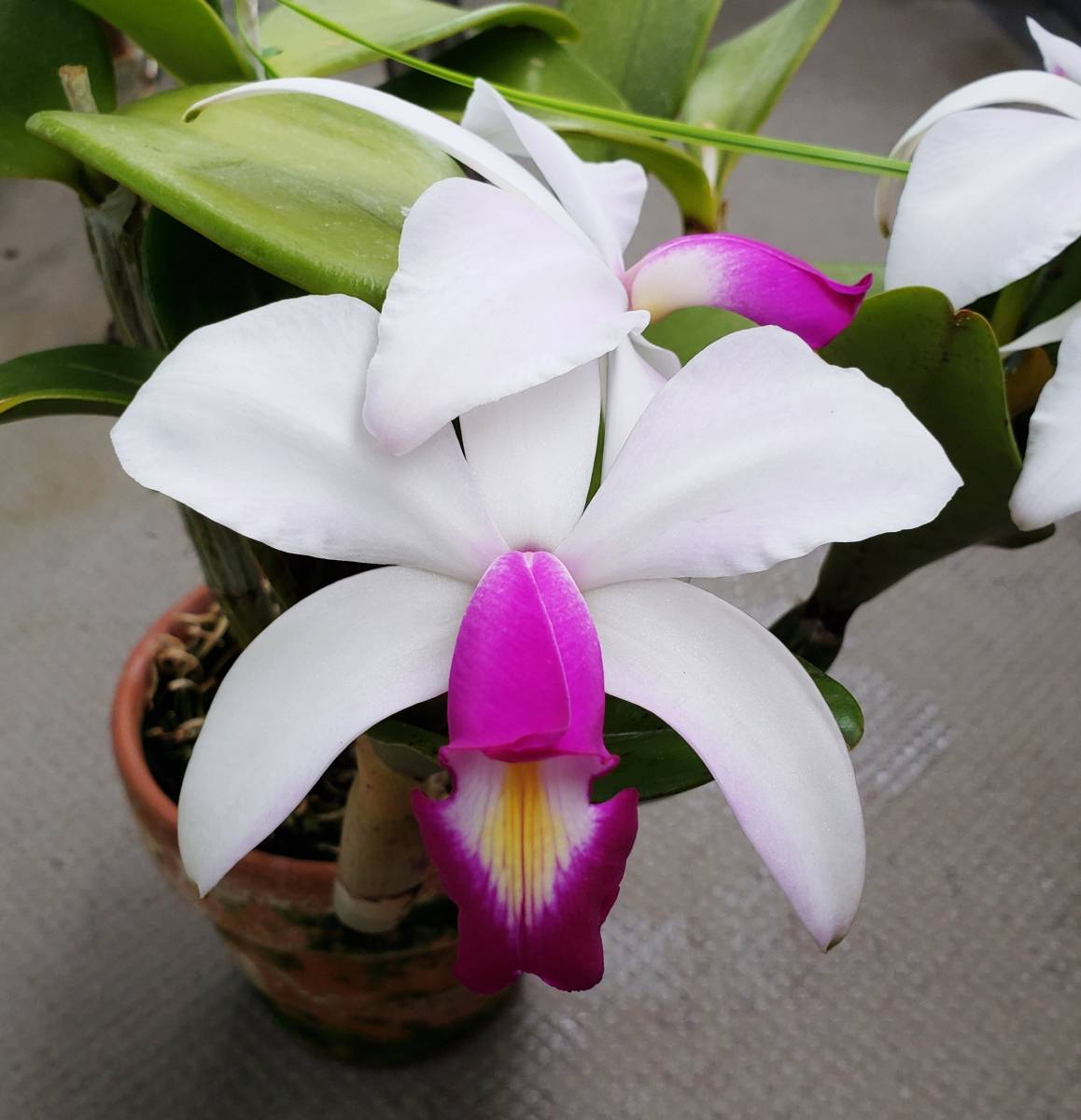 【新作，人気SALE】 洋蘭原種 C.violacea var. semi-alba x sib/ビオラセア 良整形のセミアルバ(ラン)｜売買されたオークション情報、yahooの商品情報をアーカイブ公開 - オークファン ラン
