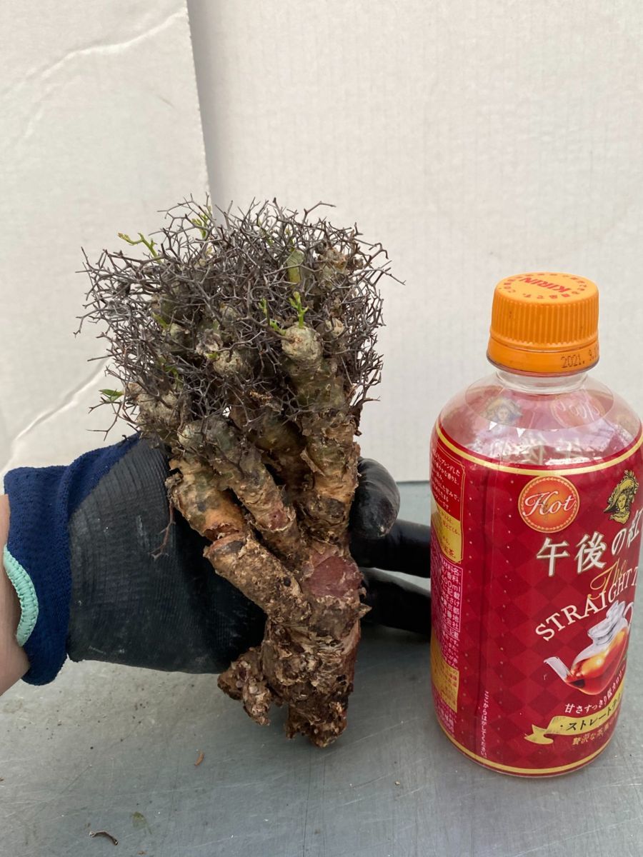 コミフォラ クラウセリアーナ クラウゼリアナ commiphora kraeuseliana